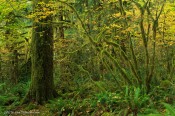 rainforest, hoh rainforest, olympic national park, maple tre