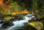 sol duc, october, olympic national park, river, autumn, moss
