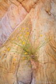 desert, flower, sandstone, artistic, favorite