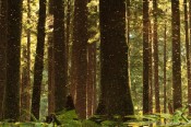 forest, reflection, pond, olympic national park