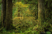 maple, rainforest, glow, 