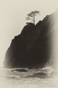 tree, alone, solitary, olympic national park, washington