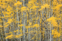 aspen, leaves, abstract, 