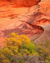 sandstone, autumn, leaves, trees, contrast