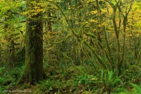 rainforest, hoh rainforest, olympic national park, maple tre