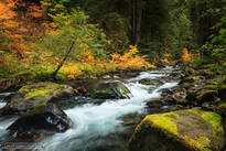 sol duc, october, olympic national park, river, autumn, moss