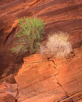 buckskin gulch, arizona, utah, ledge, bush, 