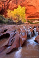 remote, waterfall, yellow, cottonwood, red rock