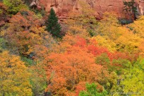 maple, zion national park, autumn, leaves, color