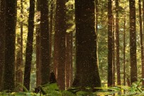 forest, reflection, pond, olympic national park