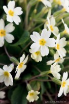 flowers, izzy, primrose