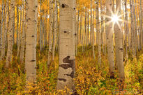 horizontal, sunstar, aspen, tree, colorado, october, 