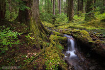 waterfall, olympic national park, rainforest, washington, 