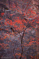 maple, tree, narrows, zion, 