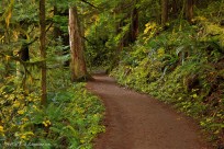 path, rainforest, pacific northwest, columbia river gorge, t