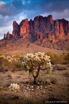 cholla, cactus, superstition mountains, arizona