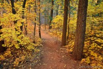 taylor creek, trail, kolab, zion, 