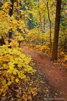 taylor creek, trail, kolab, zion,