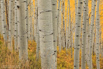 Colorado