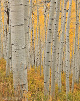 aspen, trunks, kebler pass, colorado, zebra