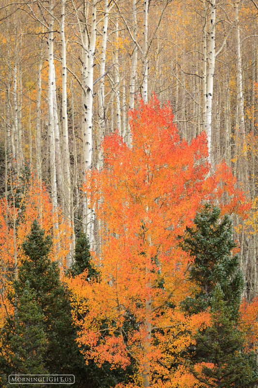 Aspen Flame | Silverjack Reservoir, Colorado | Morning Light Photography