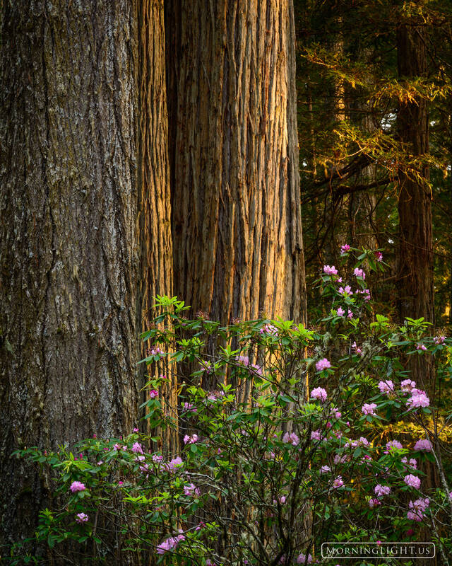 Pacific Fragrance : Redwood National Park, California : Morning Light ...