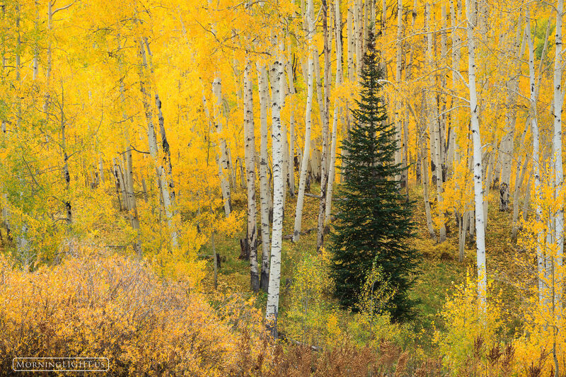 Throne Room photo aspen, spruce, kebler pass, colorado, joyful, autumn, photo