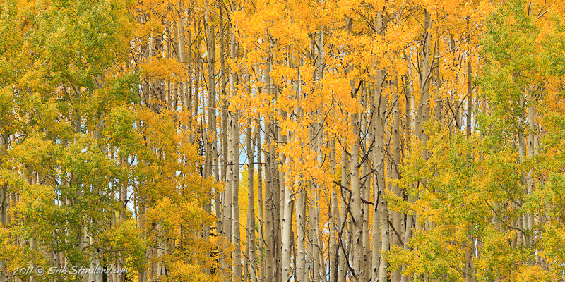 Towards Autumn photo aspen, panorama, kebler pass, leaves, , photo