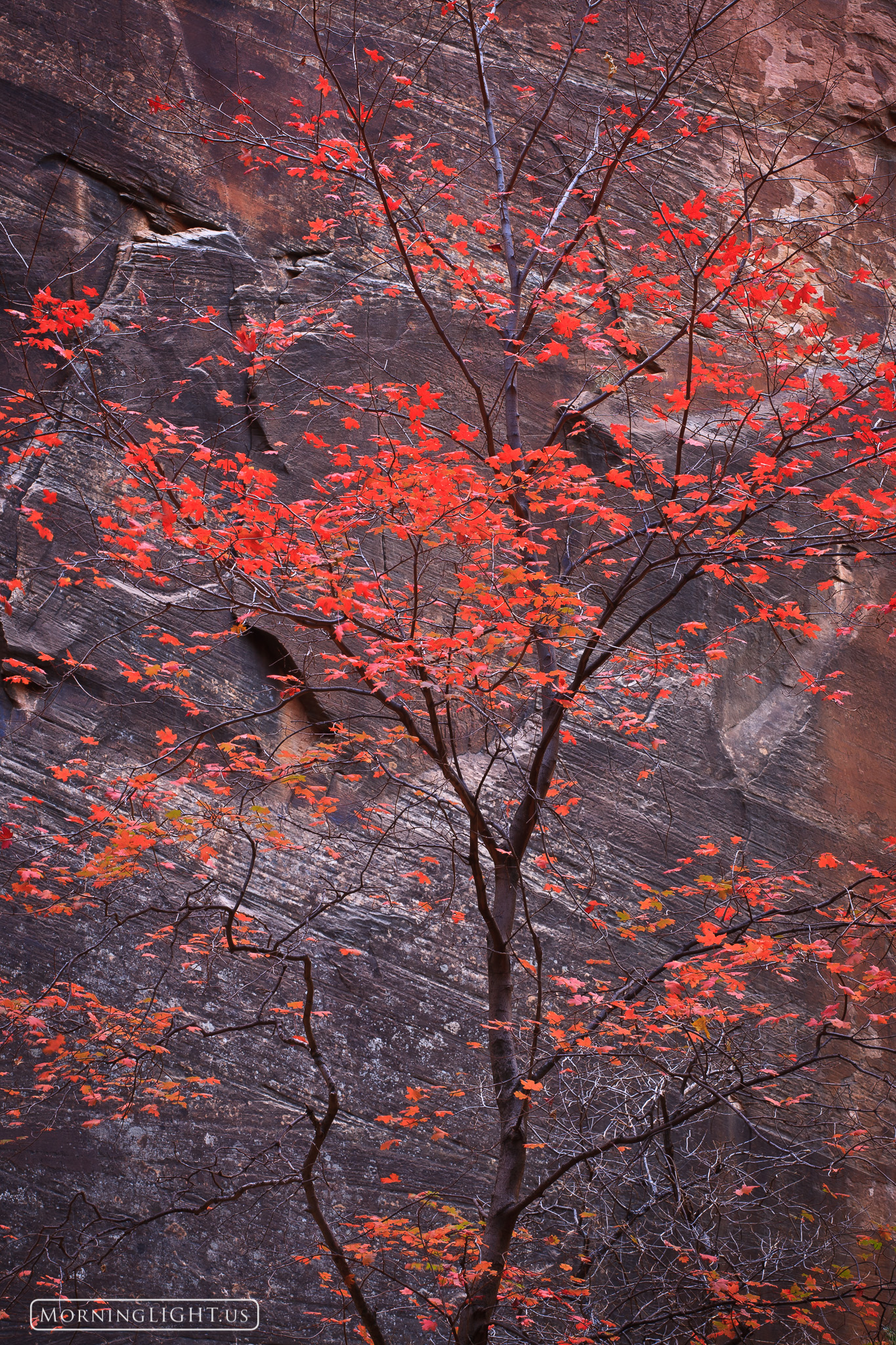 I found this beautiful maple tree while hiking in "The Narrows" of Zion National Park.