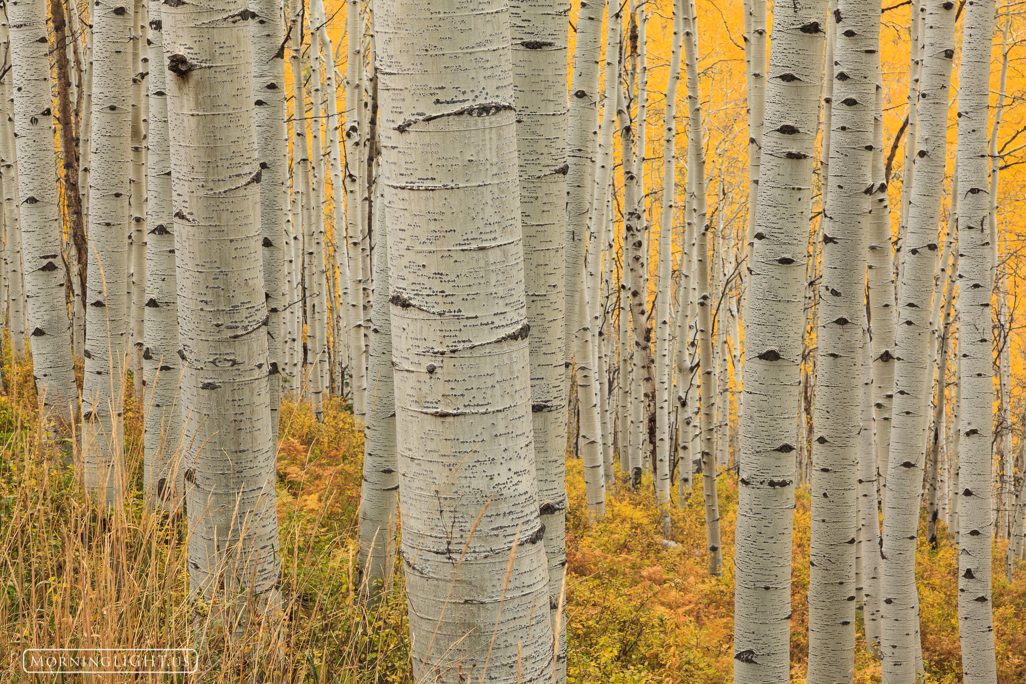 This beautiful aspen stand near Kebler Pass, Colorado was one of the most beautiful I saw. What really intrigued me were the...